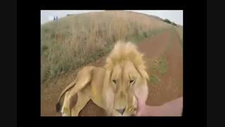 شیر و انسان