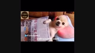 منم از اینا میخوام (سگه چه حالی میکنه)