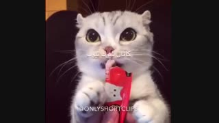 گربه بانمک
