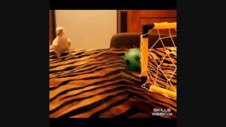 پرنده هاهم فوتبال دوست دارن