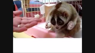 چه حیوان خجالتی