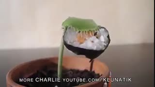 گل گرسنه هرچی بدی میخوره