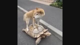 لاک پشت وسگ