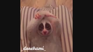 یک ویدیوی جالب و خنده دار