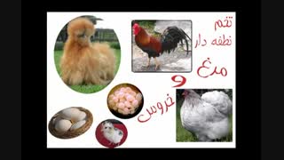 تخم نطفه دار تمامی پرندگان