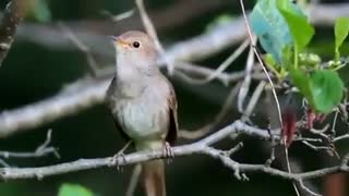 موسیقی طبیعت