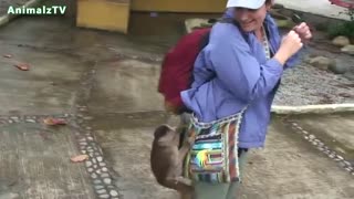 میمون های دزد