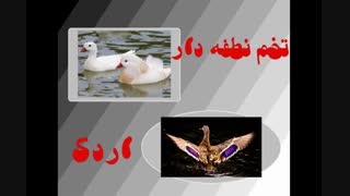 اردک-تخم نطفه دار اردک