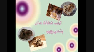 بلدرچین-تخم نطفه دار بلدرچین