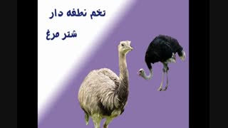 شتر مرغ-تخم نطفه دار شتر مرغ