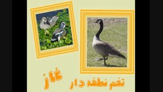 غاز-تخم نطفه دار غاز