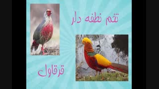 قرقاول-تخم نطفه دار قرقاول