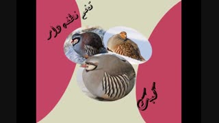 کبک-تخم نطفه دار کبک