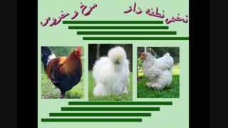 مرغ و خروس-تخم نطفه دار مرغ و خروس