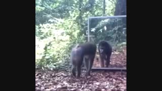 خخخخخخ...میمون !!!ترسسس!!!!!