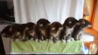 الهیییی نازییییییی