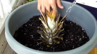 کاشت آناناس در منزل