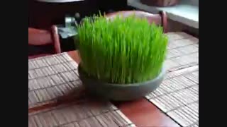 آهنگ شاد پری باخ از منصور