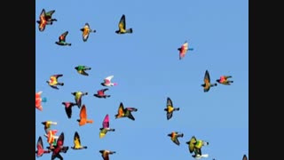 همه چیز از تو شروع شد :شعردکلمه بتول مبشری و ترانه کوچ حمید حامی