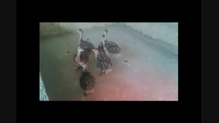 ماشین جوجه کشی-تخم نطفه دار شتر مرغ