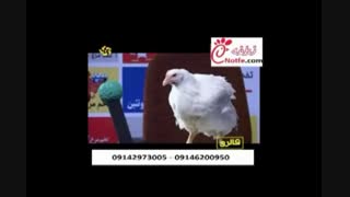 گفتگو جالب با مرغ