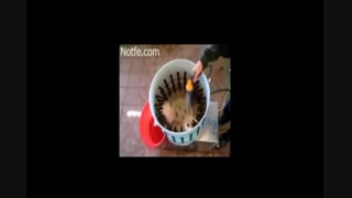 پرکن سطلی مرغ