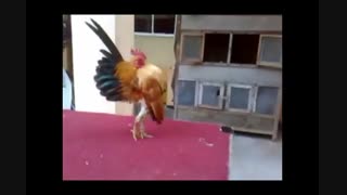 خروس سیراما