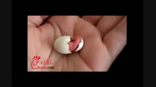 متولد شدن طوطی