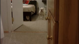 ترسه سگ ها از حمام