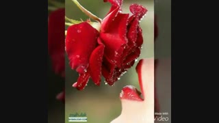 سلام  به همه ی دوستان گلم هرکی فیلم هندی  کامل  داره بزاره و یا اهنگ هندی هم داشته باشه هم بزارین