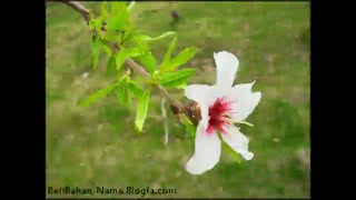 ترانه  بهبهانی مخصوص بهار - نوروز 95 مبارک