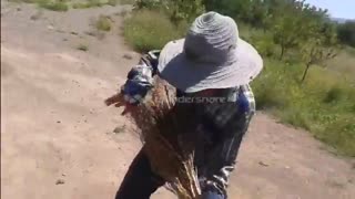 امین دو حنجره بی قانون