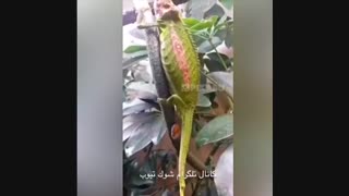 زایمان آفتاب پرست
