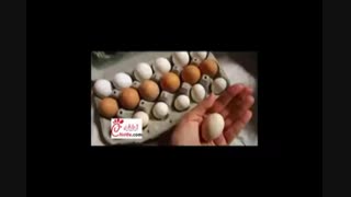 جوجه کشی از بلدرچین