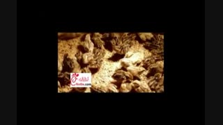 پرورش بلدرچین