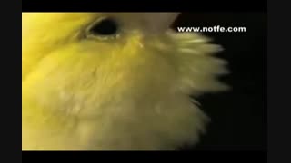 آواز خوانی قناری-زیبا