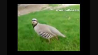 آواز خوانی کبک چوکار