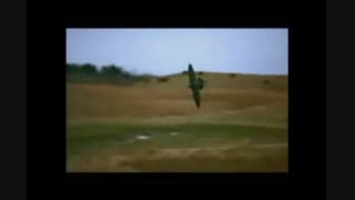 شکار قرقاول توسط شاهین