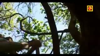 یک زندگی: معلا تنها نیست