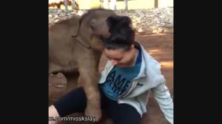 شوخی با بچه فیل