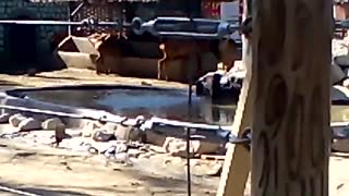 یک ویدیو از گوزن ها