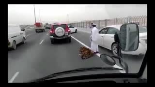 فرار ببر در یکی از اتوبان های دوحه قطر