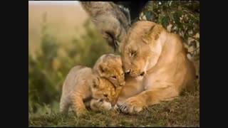 عشق و محبت مادری در حیوانات