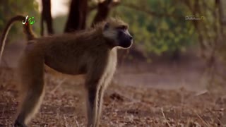 مستند شکار با دوبله فارسی - قسمت اول