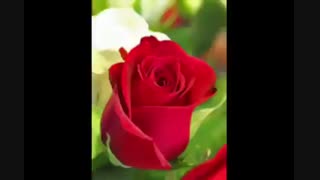 پارت 3 رمان جدال عاشقانه