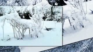 بارش برف سنگین در سیزدهم فروردین 1395 ارتفاعات البرز - طالقان Taleghan - Alborz Mountains