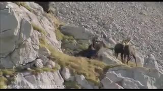 شکار در طبیعت