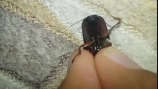 دم کسی که اینو ساخته گــــــــــــــــــــــــــــرم