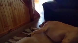 سگ ها هم  خروپف می کنن!!