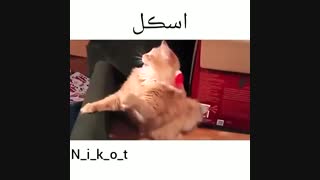 اسکل